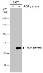 ROR gamma antibody