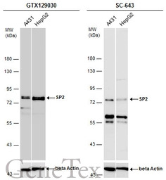 SP2 antibody