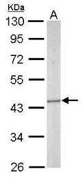 SEPT5 antibody [N3C3]