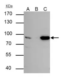 Nuclear Matrix Protein p84 ant