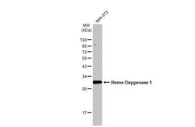 Heme Oxygenase 1 antibody