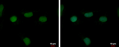 RFPL4B antibody [N2C3]