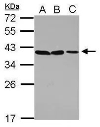 POU6F1 antibody