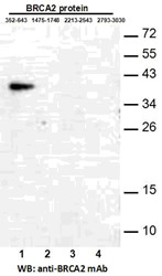 BRCA2(352-643)