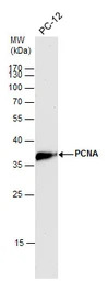 PCNA antibody