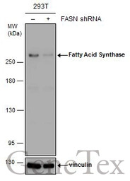 Fatty Acid Synthase antibody [