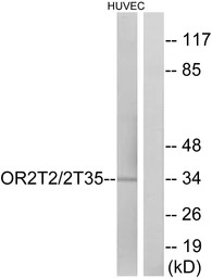 OR2T2 + OR2T35 antibody