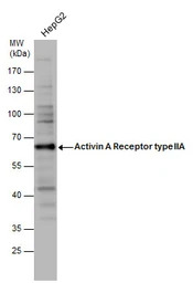 Activin Receptor Type IIA anti