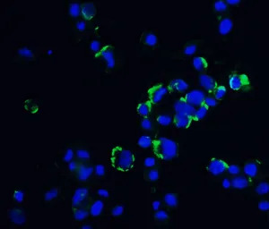 OVGP1 antibody