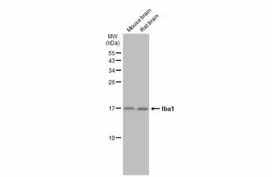 Iba1 antibody