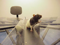 八臂迷宫实验视频分析系统