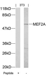 MEF2A antibody