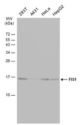 FIS1 antibody