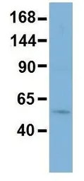 RSBN1 antibody, N-term