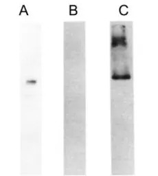 HMW Kininogen antibody [C11C1]