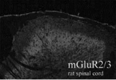 mGluR2 + mGluR3 antibody
