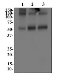 EAAT1 antibody