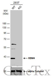 RBM4 antibody