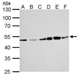 ERCC8 antibody [N2C2], Interna