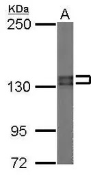 Pumilio 2 antibody [N1N2], N-t