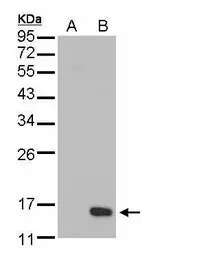 DUSP23 antibody [C1C3]
