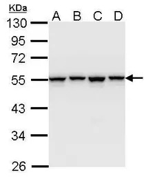 hnRNP H antibody [N1C1]