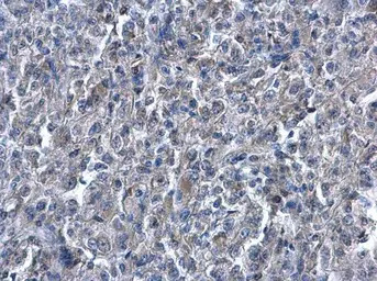 Heme Oxygenase 1 antibody