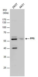 PPP5C antibody