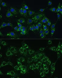 Cytochrome b5 antibody