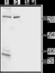 IP3 Receptor II antibody