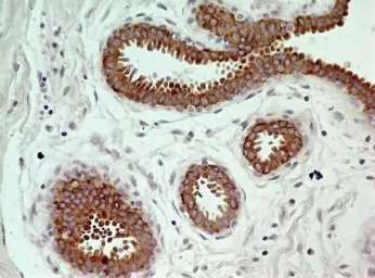 Caspase 3 antibody [31A893]