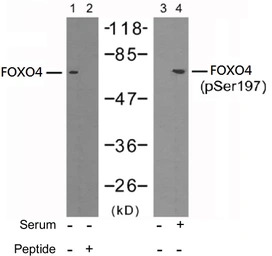 FOXO4 (phospho Ser197) antibod