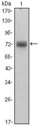 PLZF antibody [5B3]