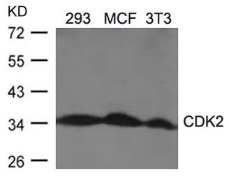 CDK2 antibody