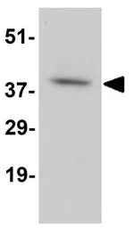 DARC antibody