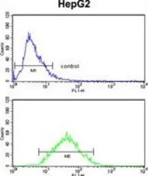 ZFP36 antibody, Internal