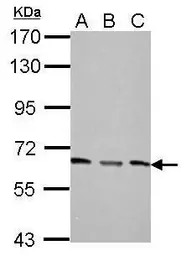 PPP2R1A antibody
