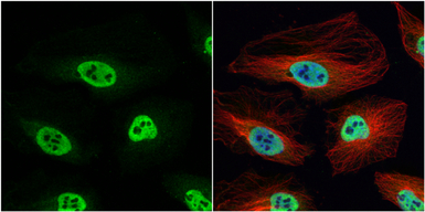 hnRNP H antibody [N1C1]