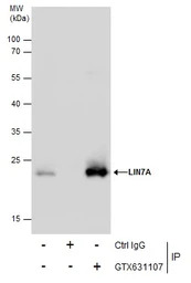 LIN7A antibody [GT879]