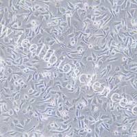 HNE1 人鼻咽癌细胞/STR鉴定/镜像绮点(Cellverse)