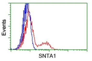 Syntrophin alpha 1 antibody [2