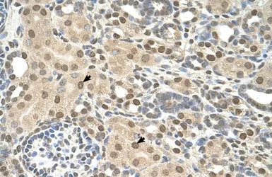 TMEM30A antibody, Internal