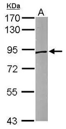 Sortilin 1 antibody [C1C3]