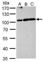 Aconitase 1 antibody