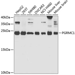 PGRMC1 antibody