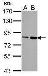 Nuclear Matrix Protein p84 ant