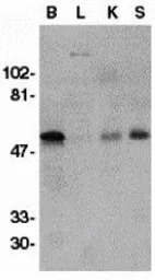 GDNF Receptor alpha 1 antibody