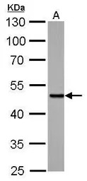SMAD5 antibody
