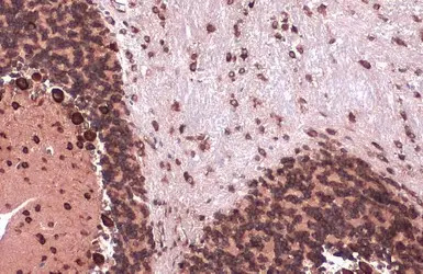 EIF4G3 antibody [N1], N-term