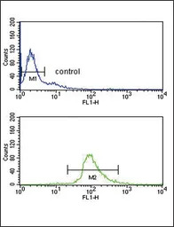 TRP2 antibody, N-term